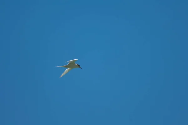 Λευκό πτερύγιο εν πτήσει. — Φωτογραφία Αρχείου