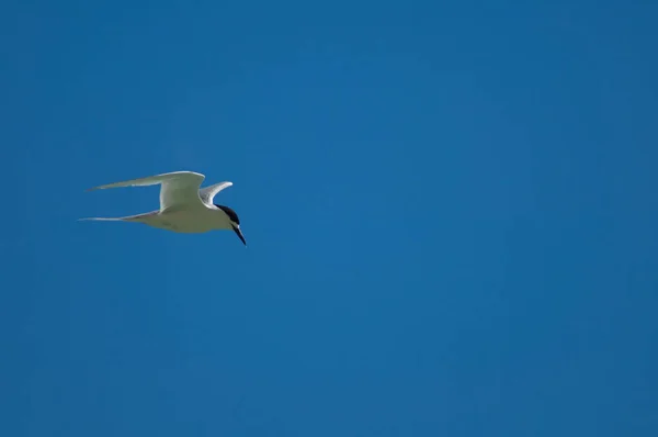 Tern de frente branca em voo. — Fotografia de Stock