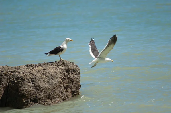 Mouettes à dos noir Larus dominicanus. — Photo