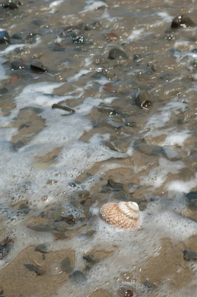 Caracol marino en una playa. — Foto de Stock