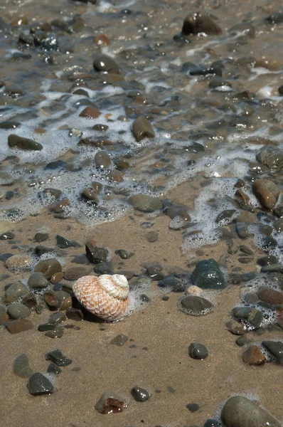 Caracol marino en una playa. — Foto de Stock