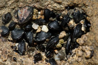 Küçük siyah midyeler Xenostrobus pulex.