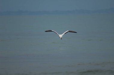 Avustralyalı sümsük kuşu Morus serrator uçup gidiyor..