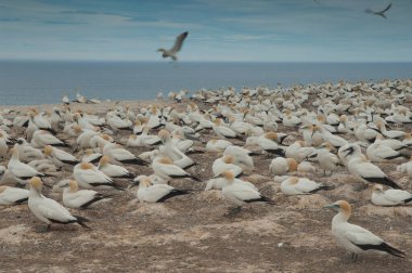 Avustralyalı sümsük kuşları Morus serrator.