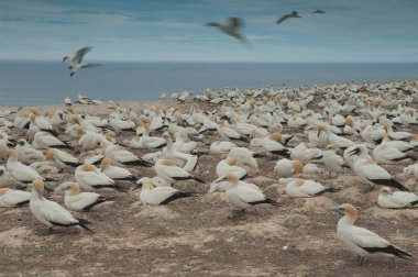 Avustralyalı sümsük kuşları Morus serrator.