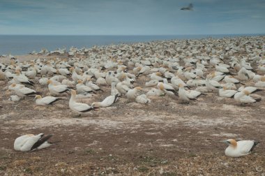 Avustralyalı sümsük kuşları Morus serrator.