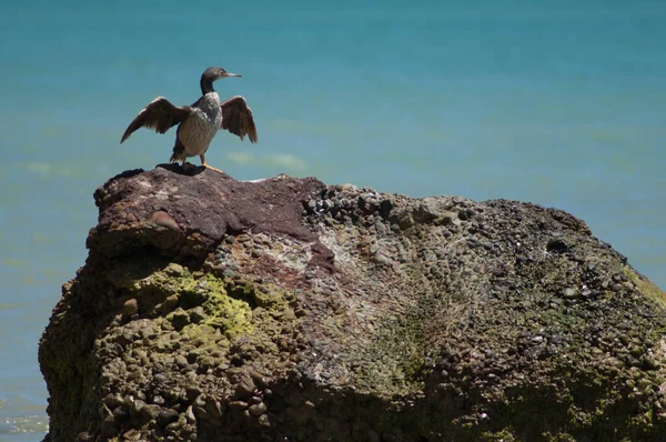 Pied shag drying. — Stock Photo, Image