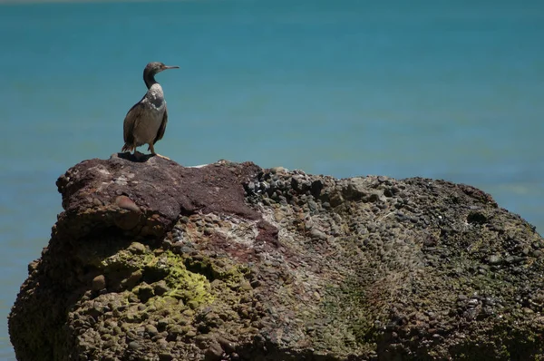 Pied shag Phalacrocorax varius. — Fotografia de Stock