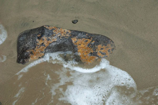 Stein mit Korallenalgen am Strand. — Stockfoto