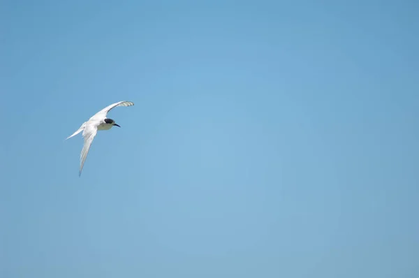 Λευκό πτερύγιο εν πτήσει. — Φωτογραφία Αρχείου