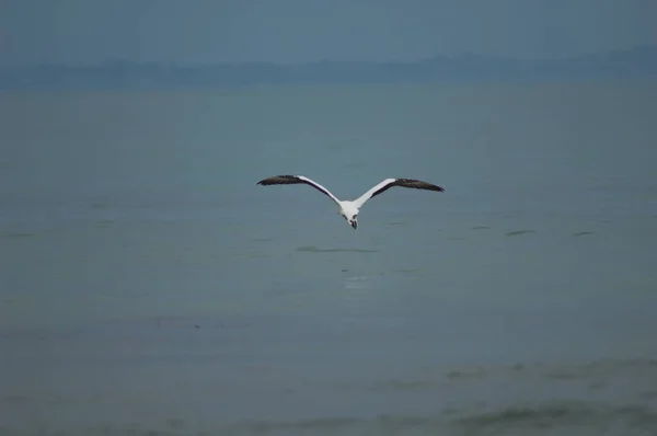 Australasian gannet Morus serrator που πετάει μακριά. — Φωτογραφία Αρχείου