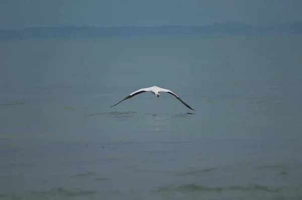 Australasian gannet Morus serrator flying away. — Stock Photo, Image