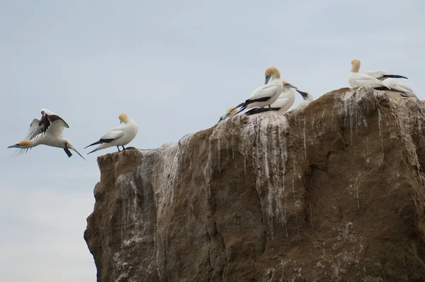 Gannets australiens Morus serrator. — Photo