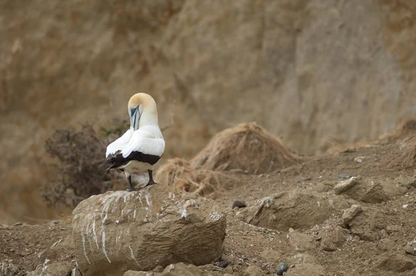 Australasian gannet Morus serrator preening. — Photo