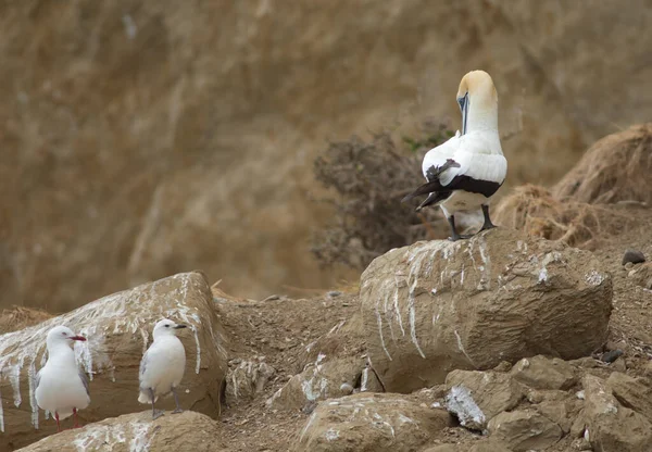 Australasian gannet et goélands à bec rouge. — Photo