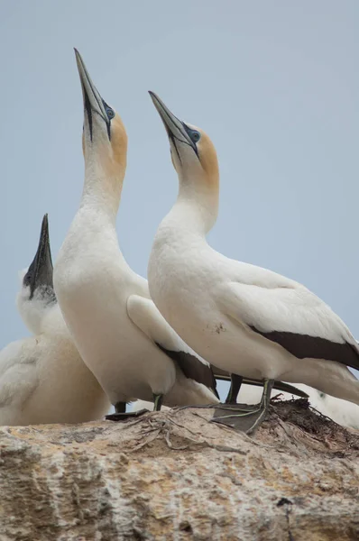 Alcatraces australasiáticos Morus serrator. — Foto de Stock