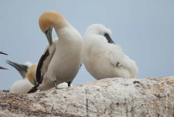 Gannets australiens Morus serrator. — Photo