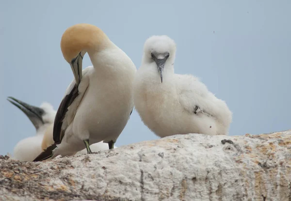 Gannets australiens Morus serrator. — Photo