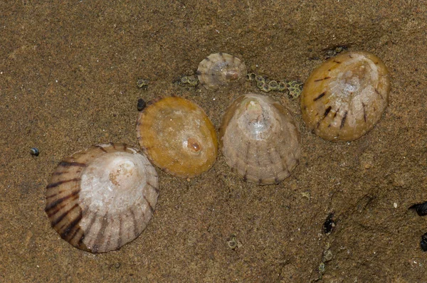 Limpets Cellana sp. — 图库照片