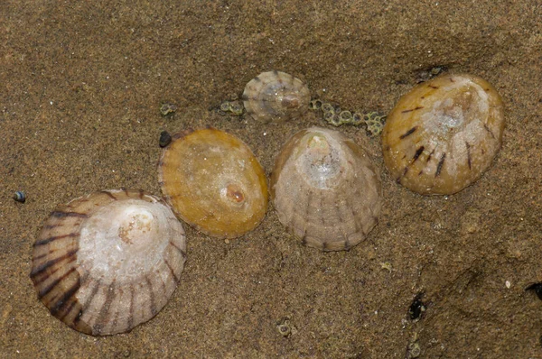 Limpets Cellana sp. — 图库照片
