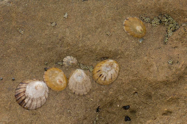 Limpets Cellana sp. — 图库照片