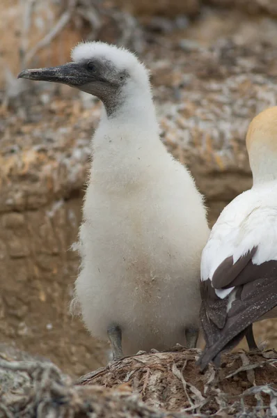 Gannet australasiático Serrador de Morus. —  Fotos de Stock