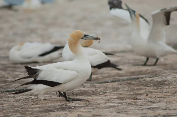 Australasian gannet avec matériel de nidification. — Photo