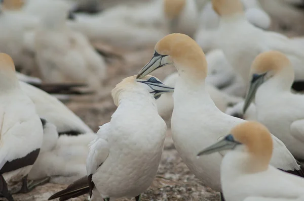 Australasian gannets Morus serrator. — Stock Photo, Image