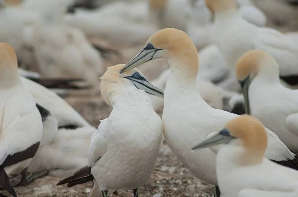 Gannets australiens Morus serrator. — Photo