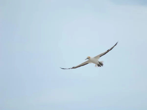Australasian gannet in flight. — Stock Photo, Image
