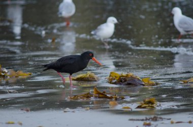 Değişken istiridye avcıları Haematopus unicolor.