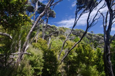 Stewart Adası 'nda Podocarp yağmur ormanları.