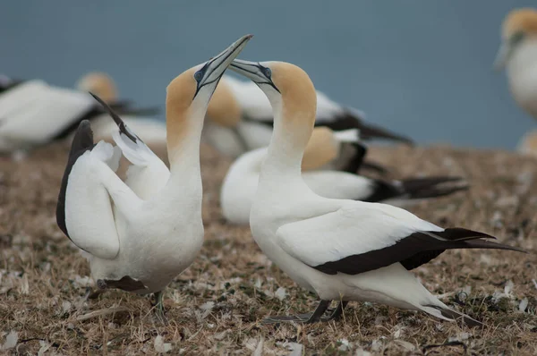 Australasian gannets Morus serrator fencing. — Stock Photo, Image