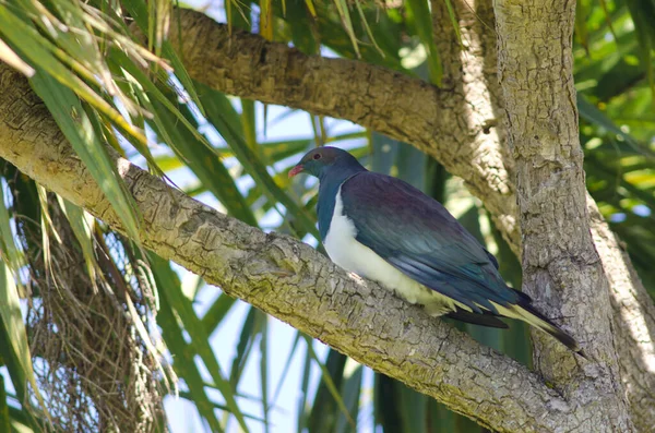 Pombo-da-Nova Zelândia Hemiphaga novaeseelandiae. — Fotografia de Stock