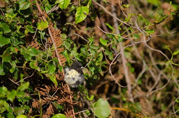 Île du Sud tomtit Petroica macrocephala. — Photo