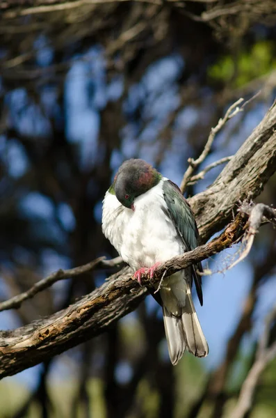 Yeni Zelanda güvercin gösterimi. — Stok fotoğraf