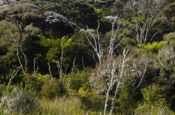 Podokarps regnskog på Stewart Island. — Stockfoto