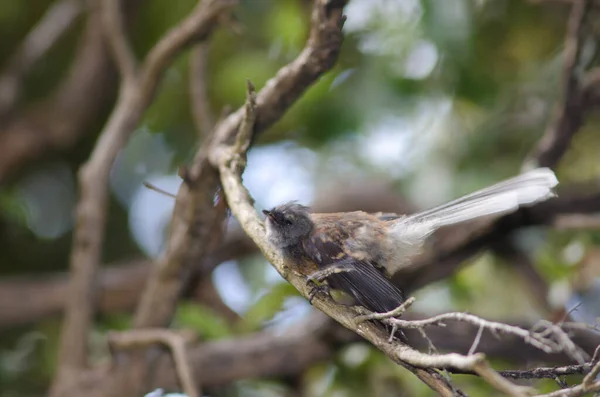 Nueva Zelanda fantail estiramiento. — Foto de Stock