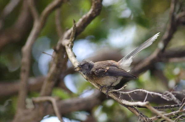 Nueva Zelanda fantail Rhipidura fuliginosa llamando. —  Fotos de Stock