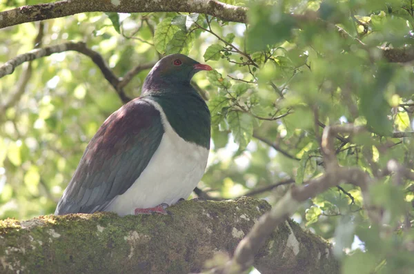 Pombo-da-Nova Zelândia Hemiphaga novaeseelandiae. — Fotografia de Stock