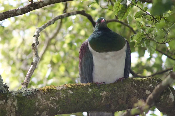 Új-zélandi galamb Hemiphaga novaeseelandiae. — Stock Fotó