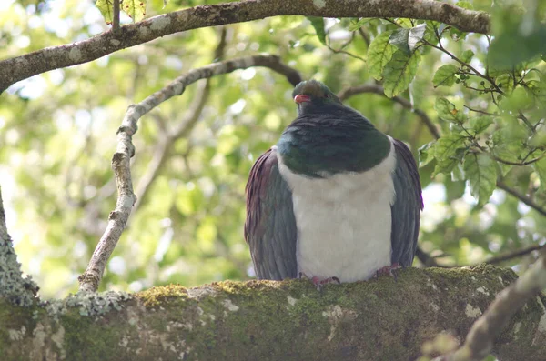 Új-zélandi galamb Hemiphaga novaeseelandiae. — Stock Fotó