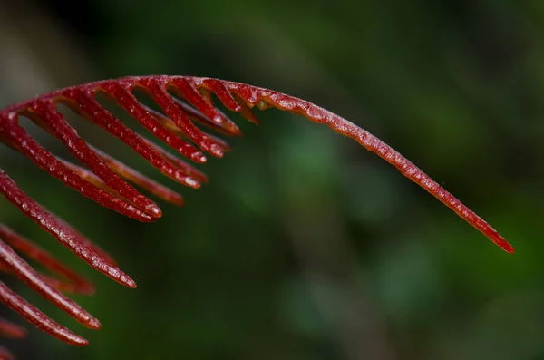 Frond de un helecho. — Foto de Stock