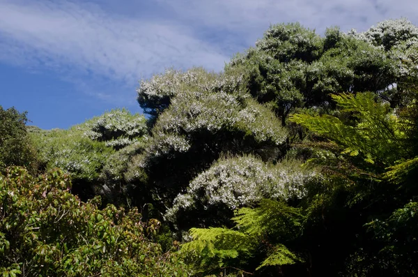 Podokarps regnskog på Stewart Island. — Stockfoto