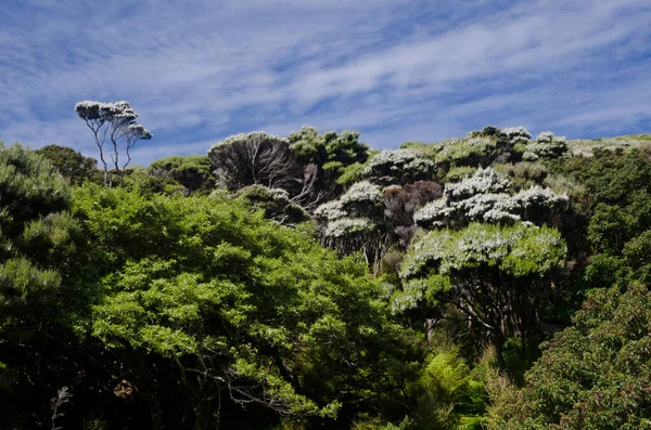 スチュワート島のポドカルプ熱帯雨林. — ストック写真