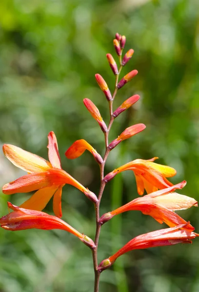 Montbretia Crocosmia x cocrosmiiflora en flor. — Foto de Stock