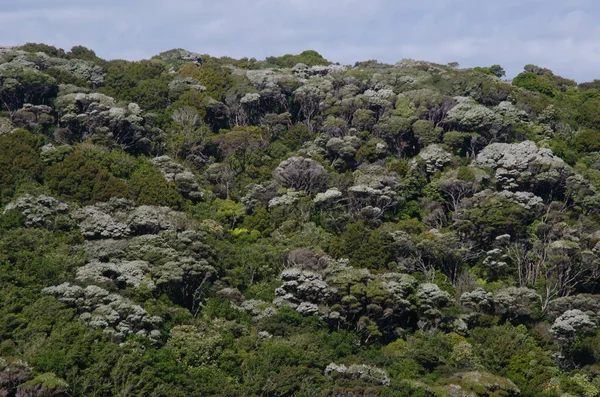 Podokarps regnskog på Stewart Island. — Stockfoto