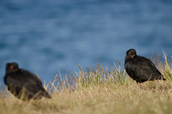 Variabla ostronfångare Haematopus unicolor. — Stockfoto