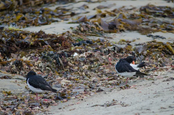 South Island oystercatchers.