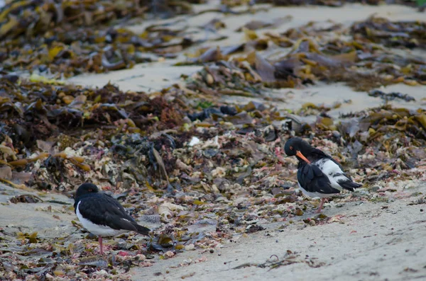 South Island oystercatchers.